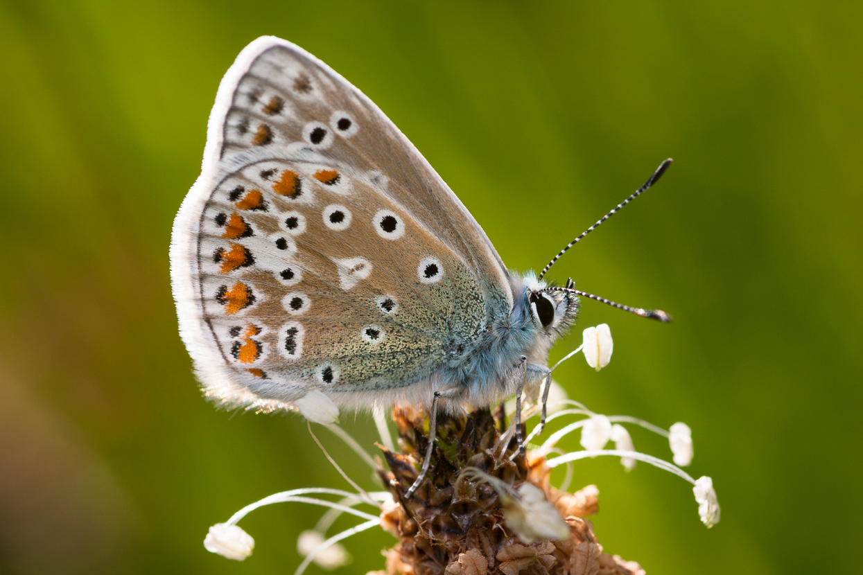 A Common Blue Butterfly