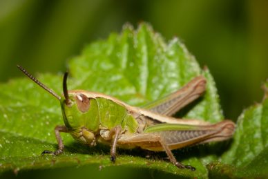 A Grasshopper in the Sun