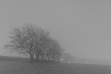 Trees in the Mist, Exmoor
