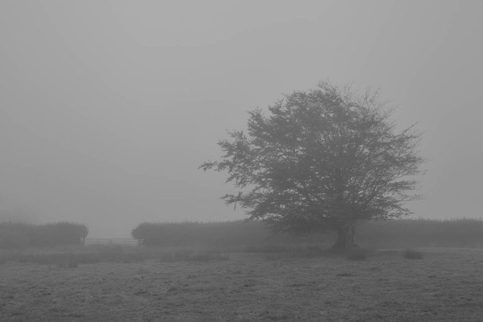 A Tree in the Mist, Exmoor - David Anderson