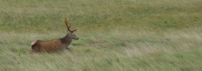 A Majestic Stag, Glen Etive, Scotland - David Anderson
