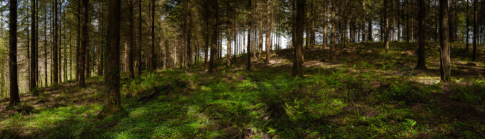 A Panoramic Woodland Scene in North Devon by David Anderson