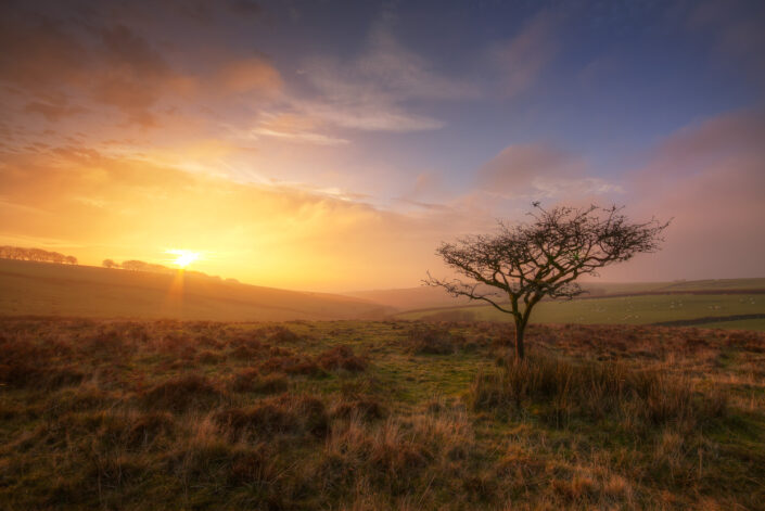 A Tree on an Exmoor Hill at sunset by David Anderson