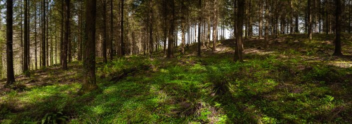 A woodland scene in North Devon - David Anderson