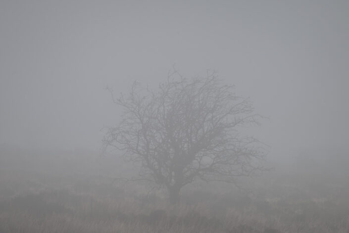 Tree in the fog, Exmoor National Park