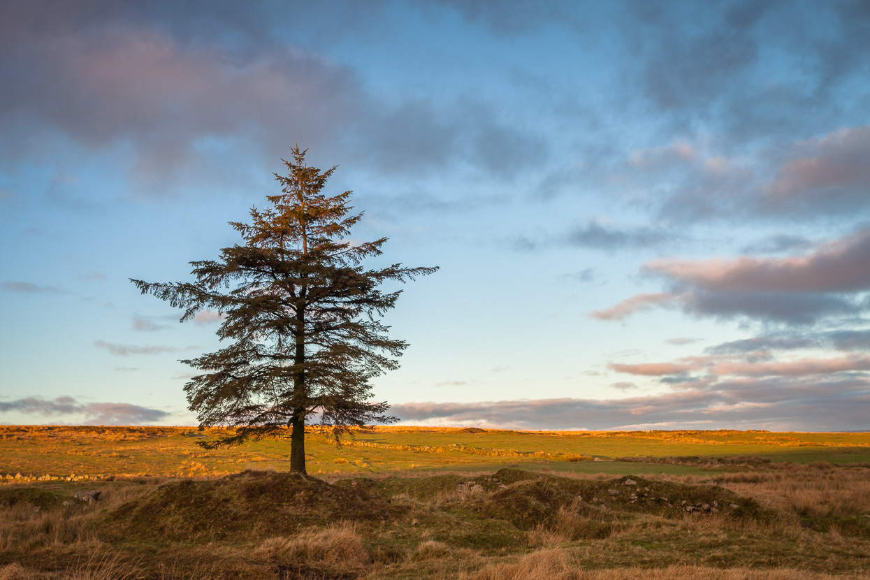 A Tree at Nuns Cross, Dartmoor catches the last rays of sunlight as sunset approaches