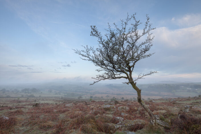 A lone tree on Dartmoor national park at dawn - David Anderson