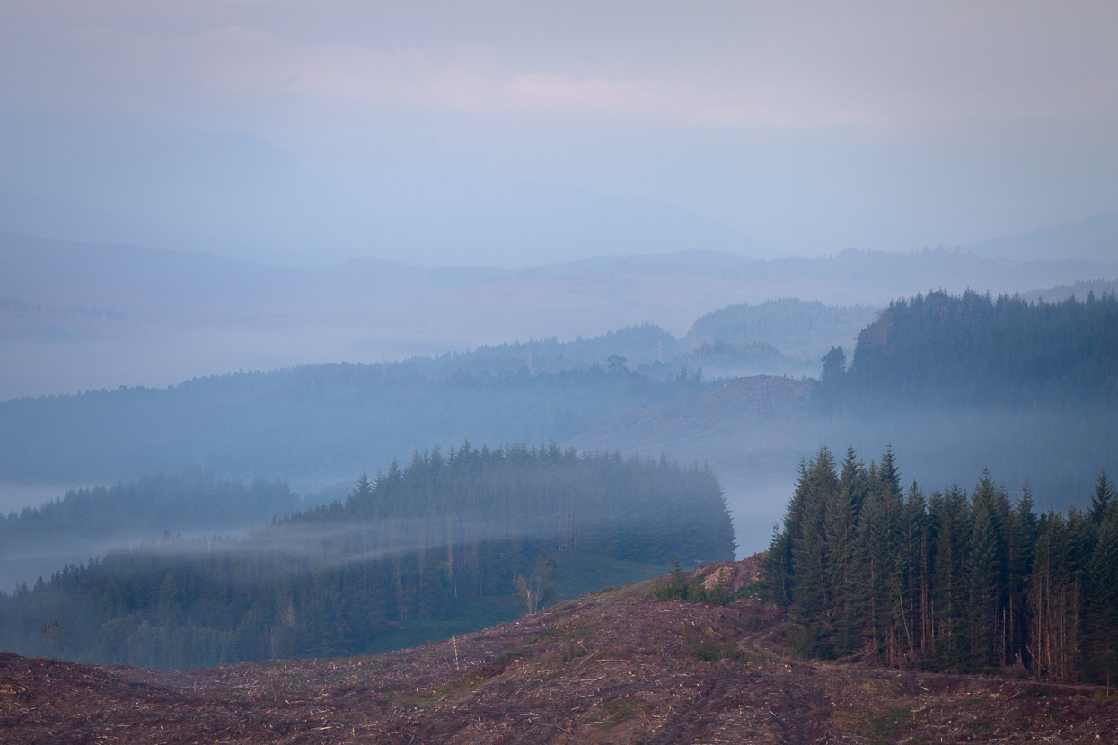 Mist among the trees in Scotland by david gibbeson landscape photography
