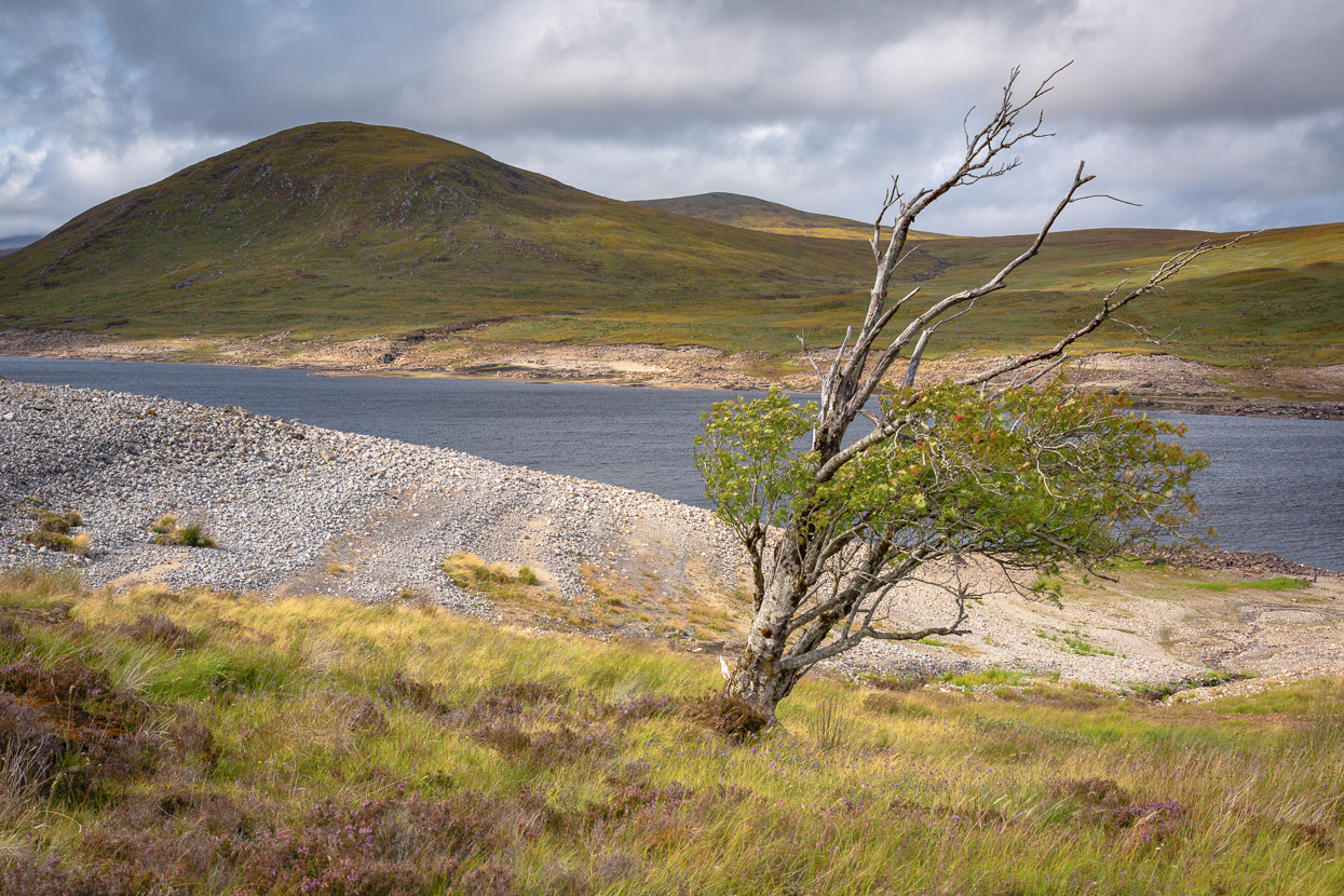 Tree at Loch Glascarnoch, Scotland by David Anderson