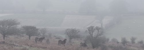 Exmoor Ponies Grazing in the Fog by David Anderson