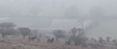 Exmoor Ponies in the Fog