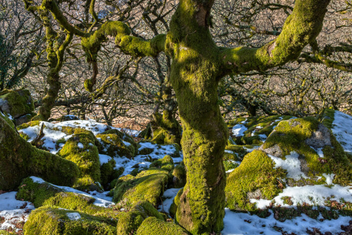 An Eerie Tree at Wistmans Wood, Dartmoor by David Anderson