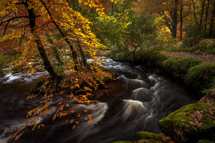 Autumn on the River Teign, Dartmoor nr Fingle Bridge - David Anderson